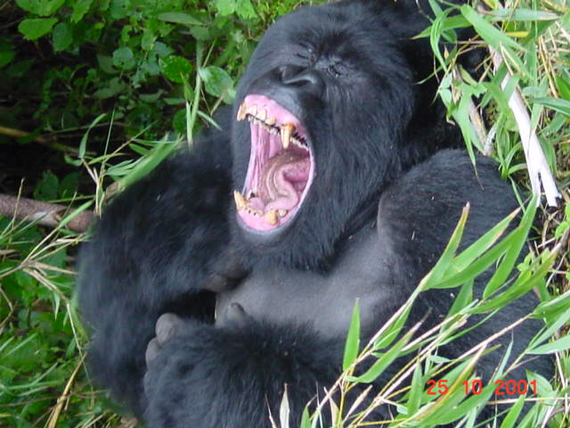 Silverback Gorilla in Rwanda